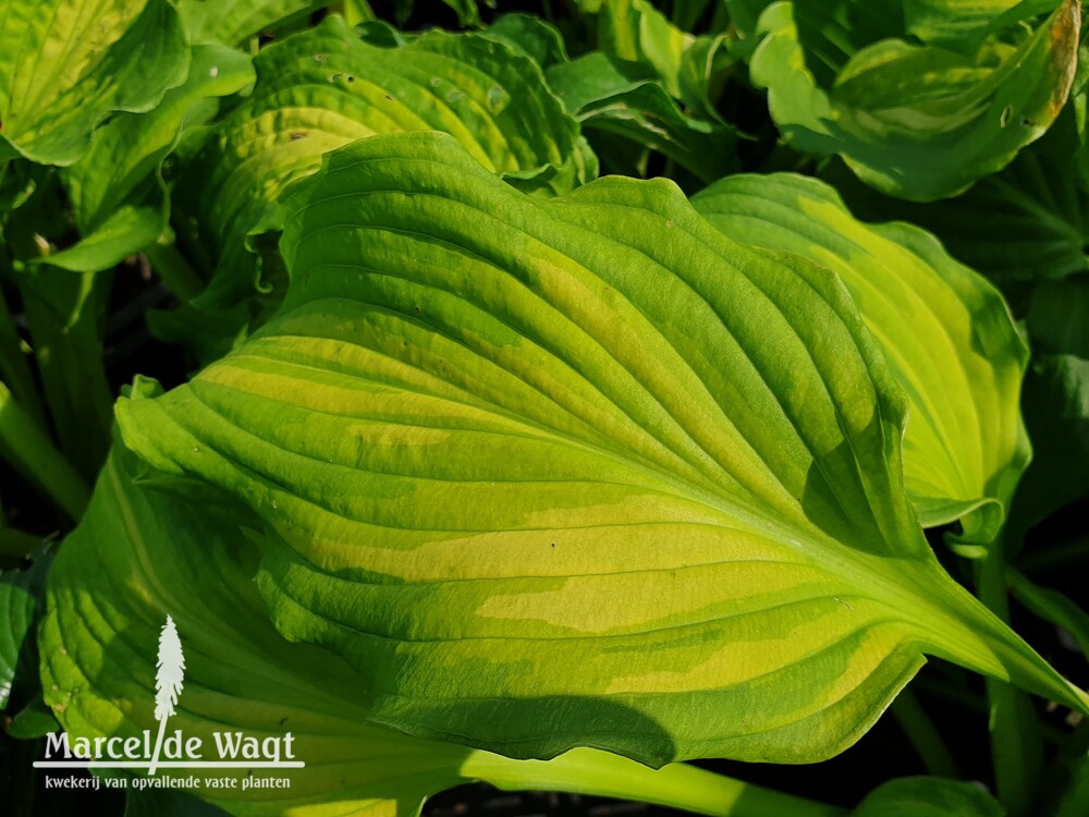 Hosta Emerald Ruff Cut