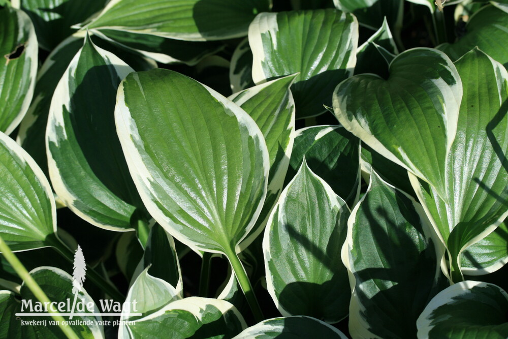 Hosta Minuteman