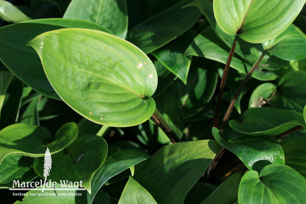 Hosta Purple Heart