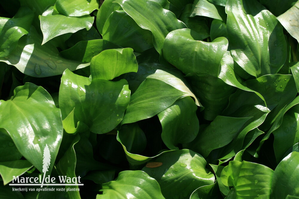 Hosta Red Stepper