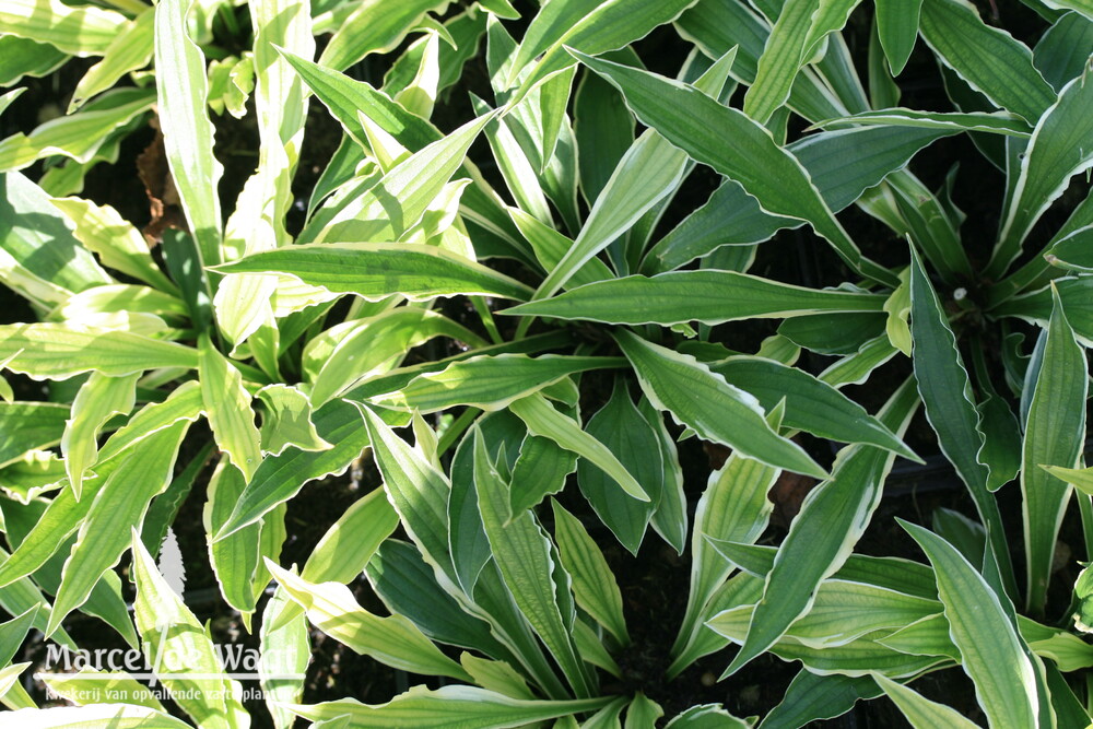 Hosta Stiletto