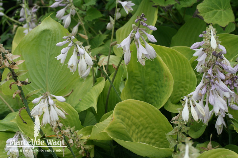 Hosta Sum and Substance