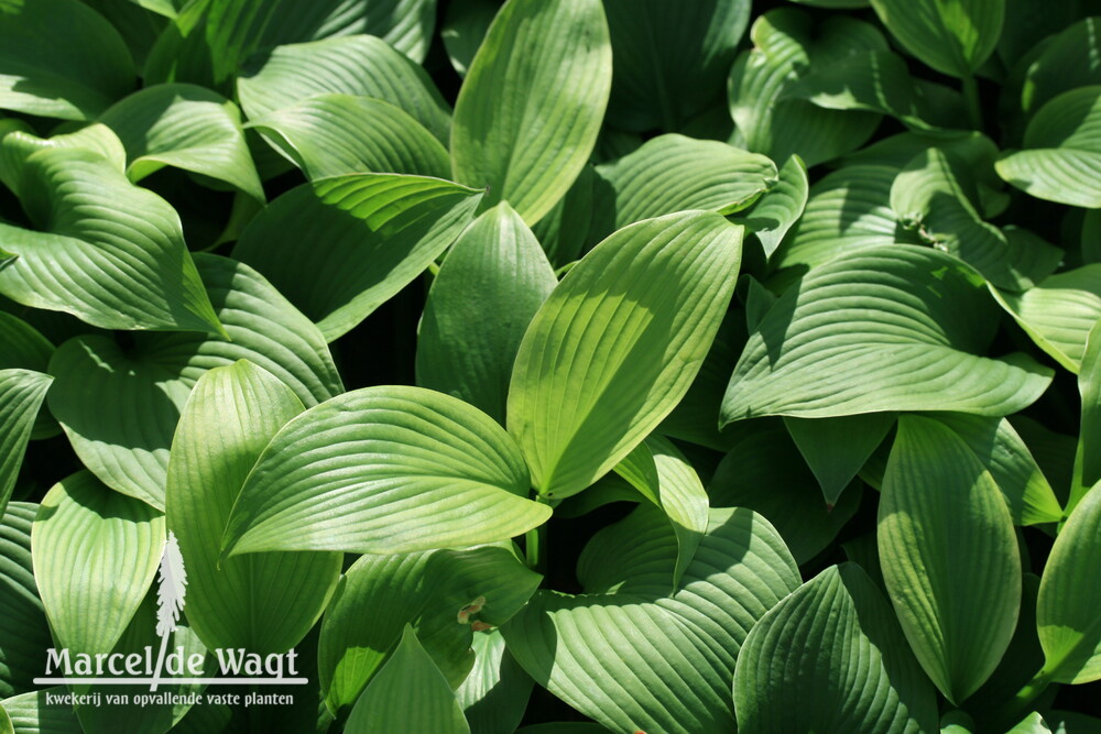 Hosta T Rex