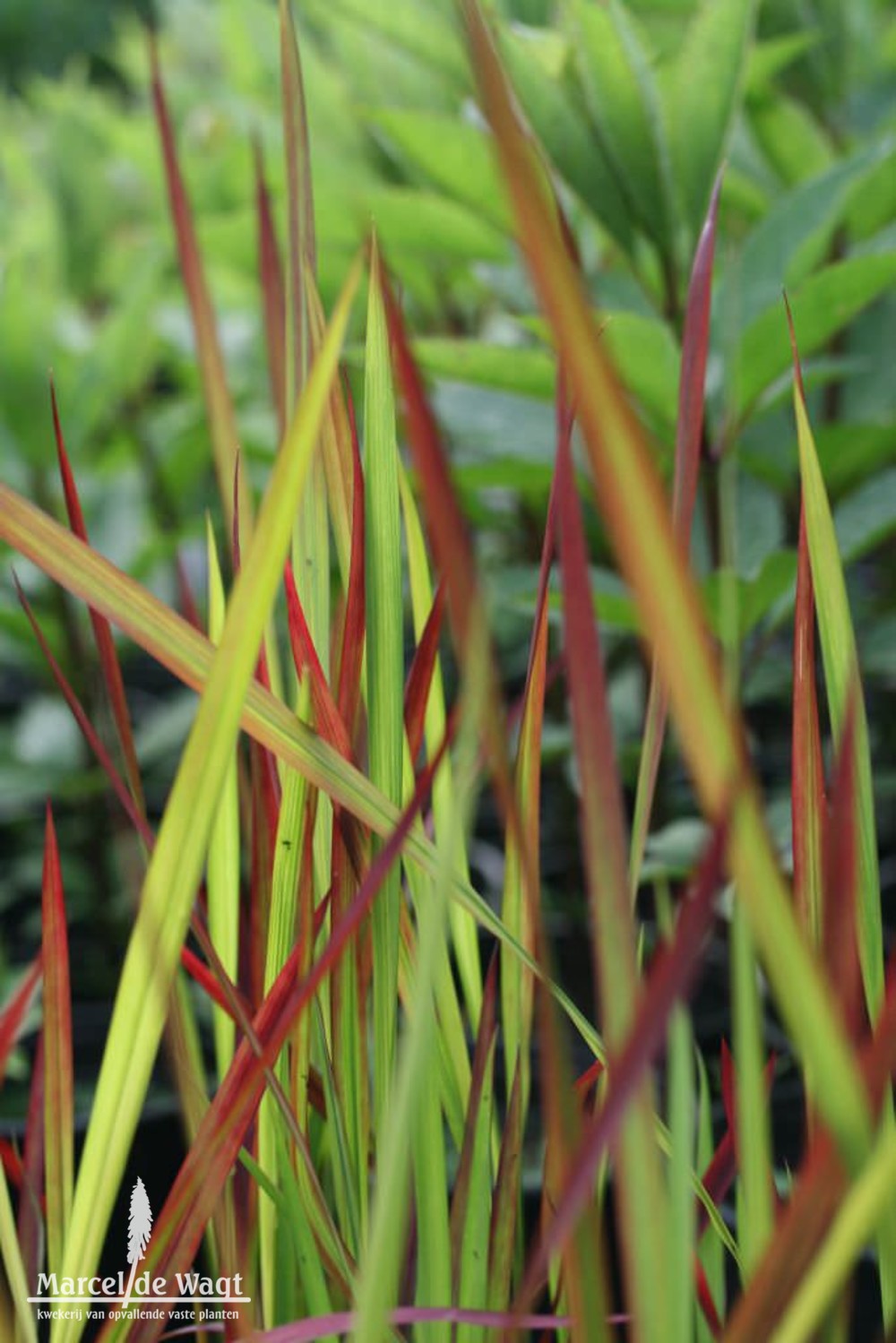 Imperata cylindrica Red Baron