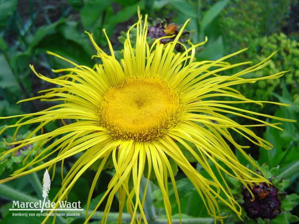 Inula magnifica Sonnenstrahl