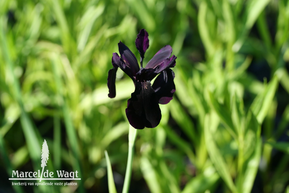 Iris chrysographes Black Form