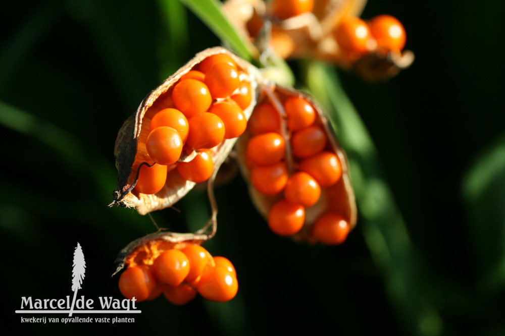 Iris foetidissima