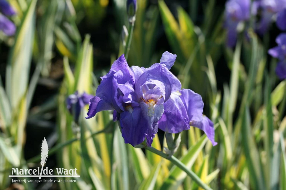 Iris pallida variegata