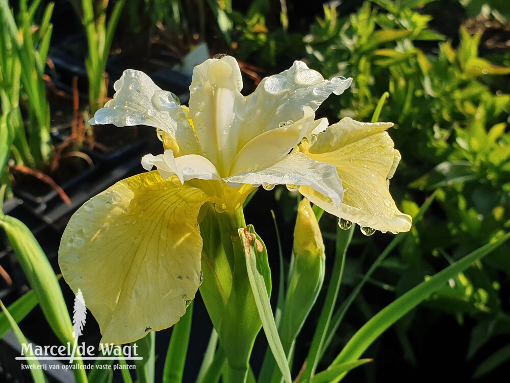 Iris sibirica Butter and Sugar