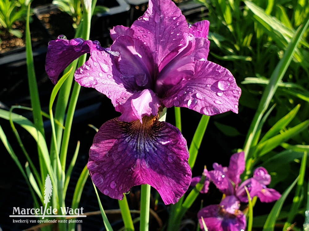 Iris sibirica Omars Cup