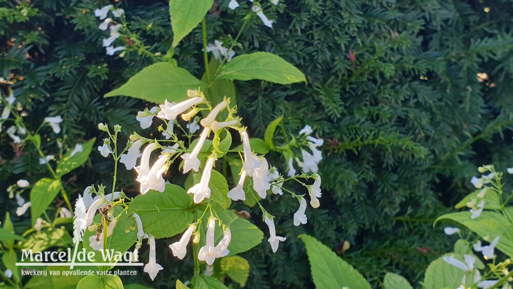 Isodon longitubus Tube Socks