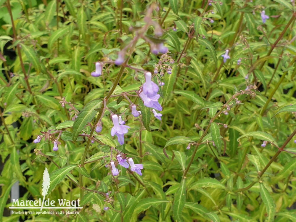 Isodon shikokianus var. intermedius