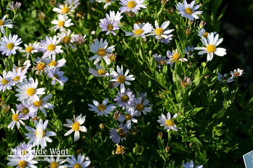 Kalimeris incisa Blue Star