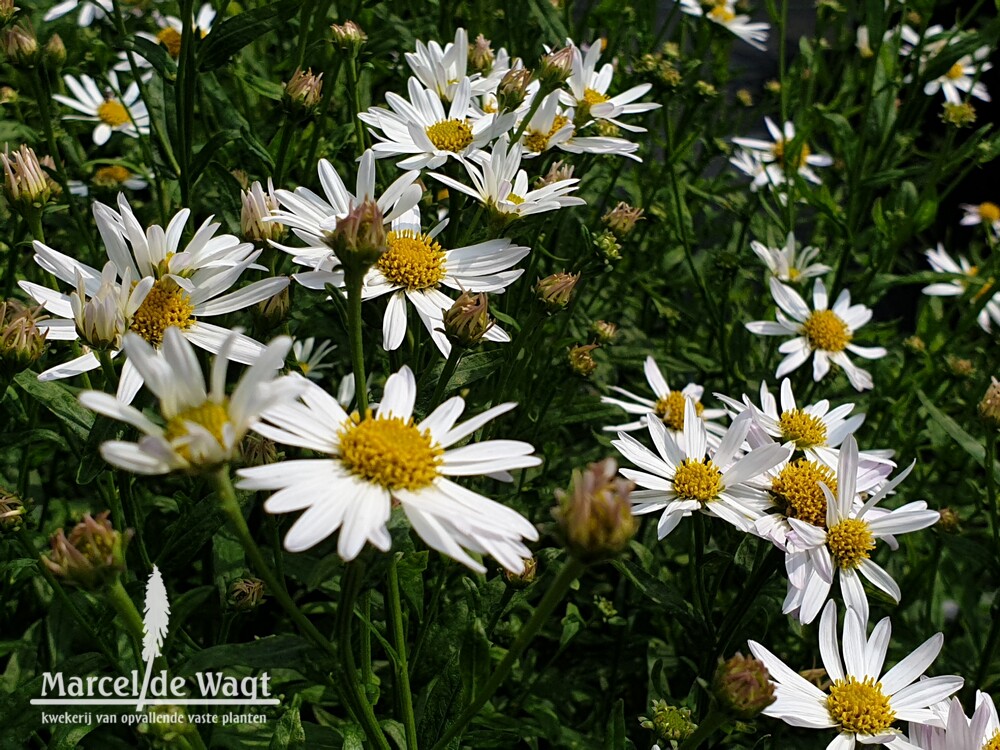 Kalimeris integrifolia Daisy Mae