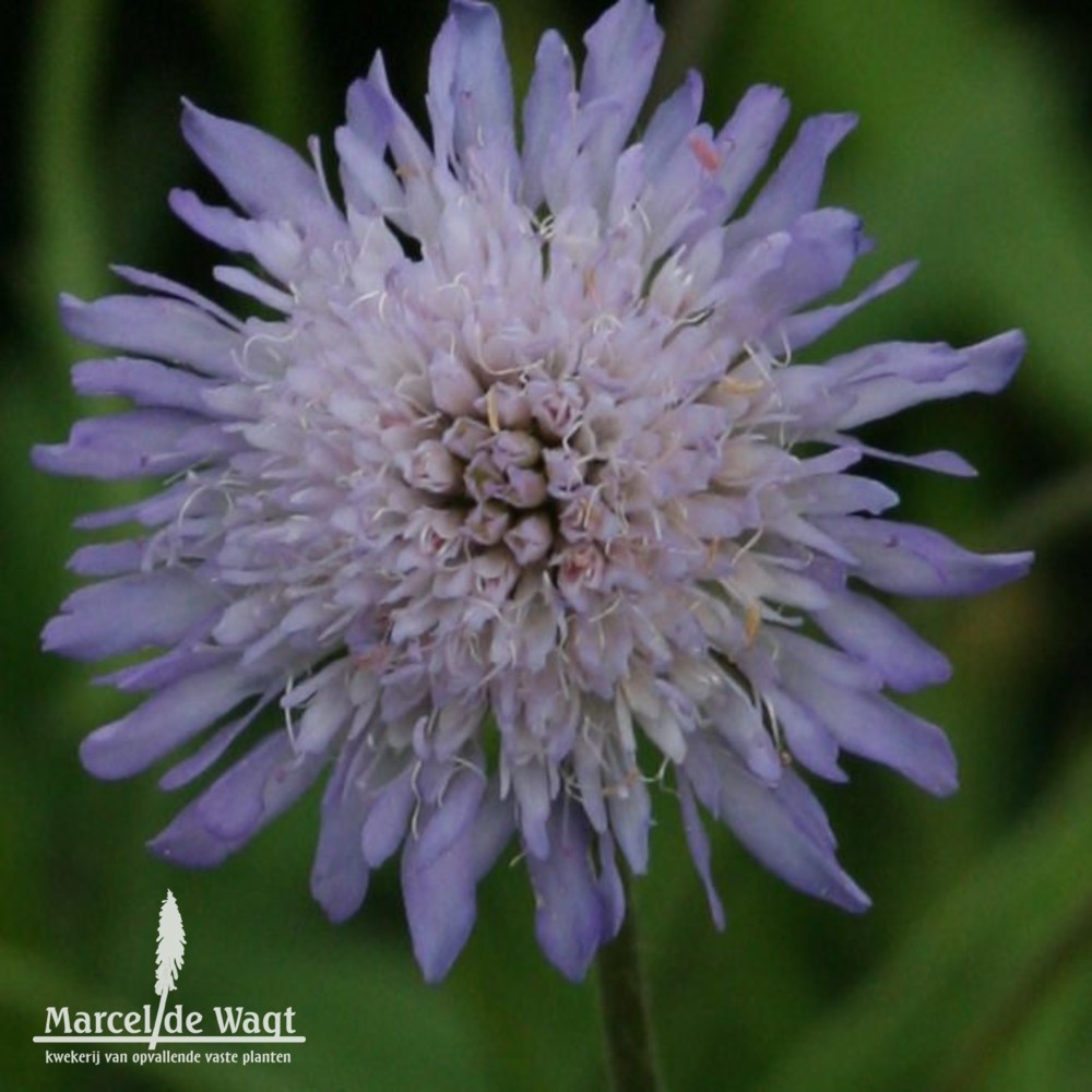 Knautia arvensis