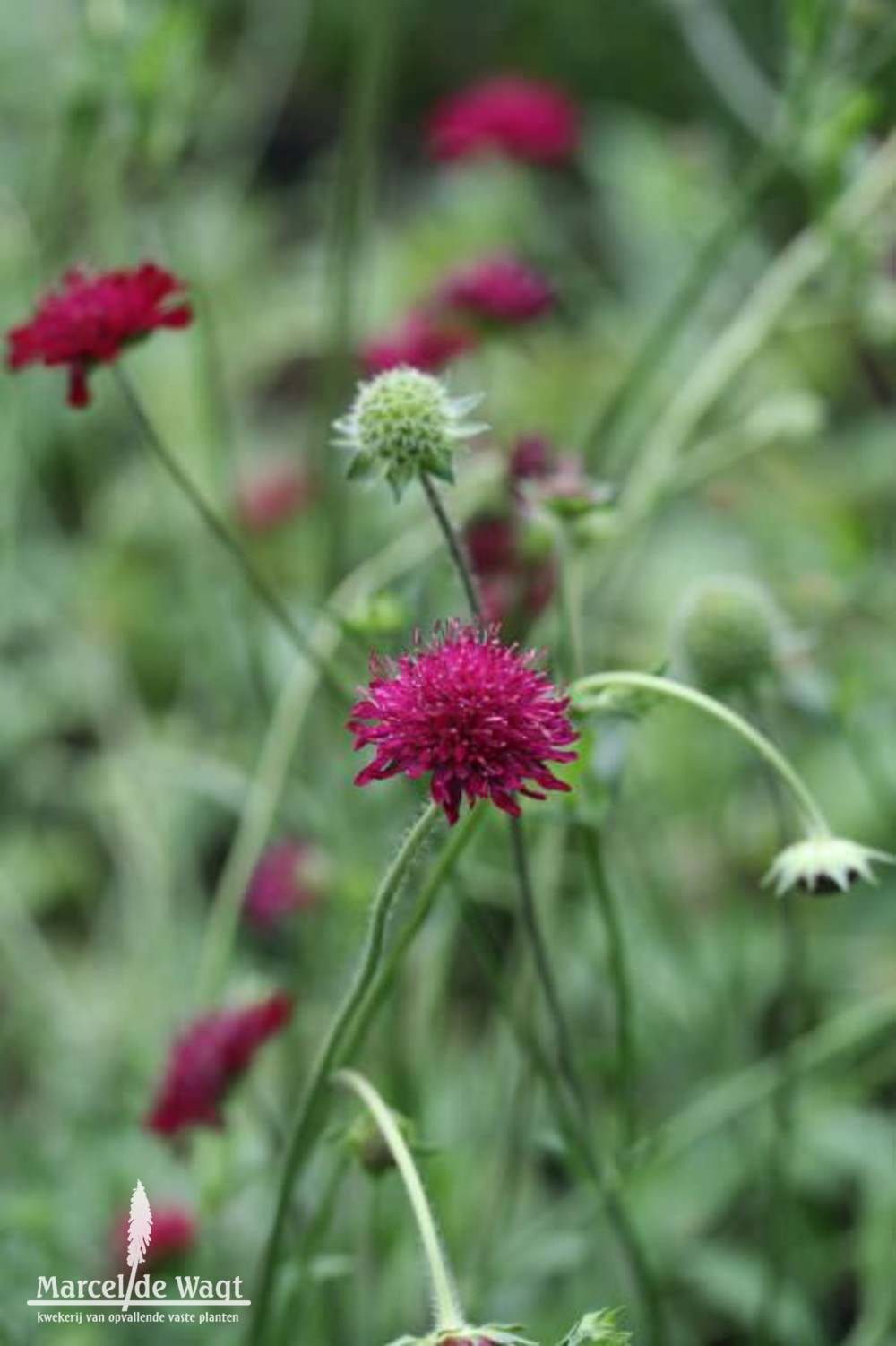 Knautia macedonica Mars Midget