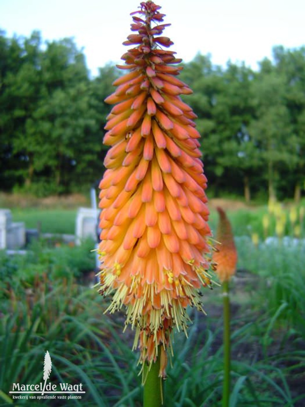 Kniphofia Alcazar