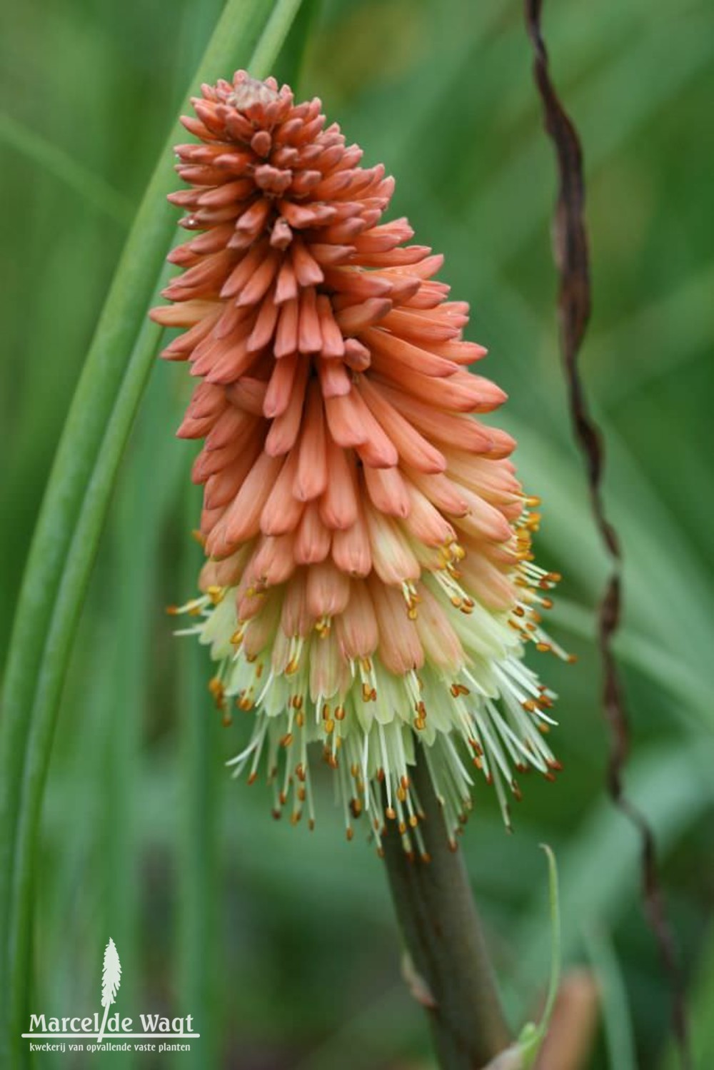 Kniphofia caulescens