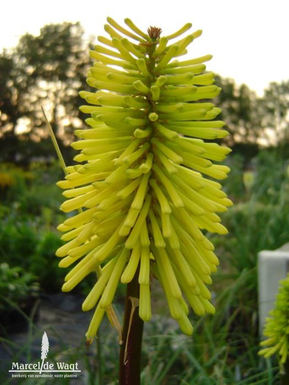 Kniphofia Dorset Sentry