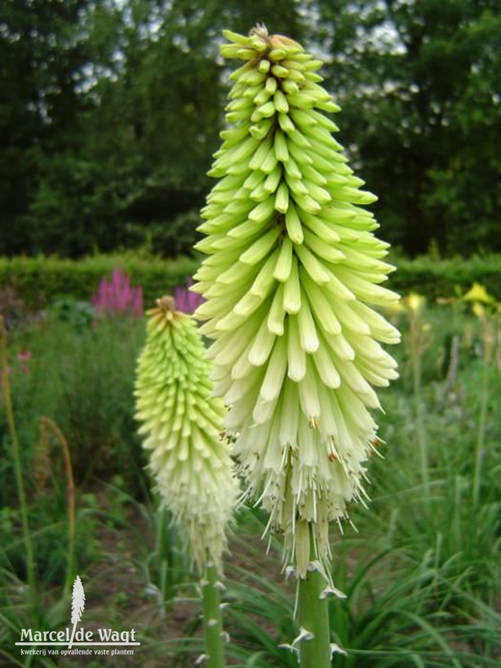 Kniphofia Ice Queen