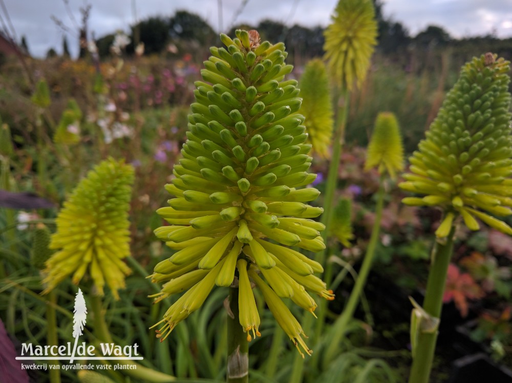 Kniphofia Limelight