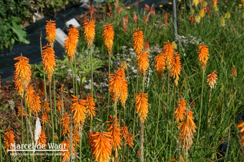 Kniphofia Mango Popsicle