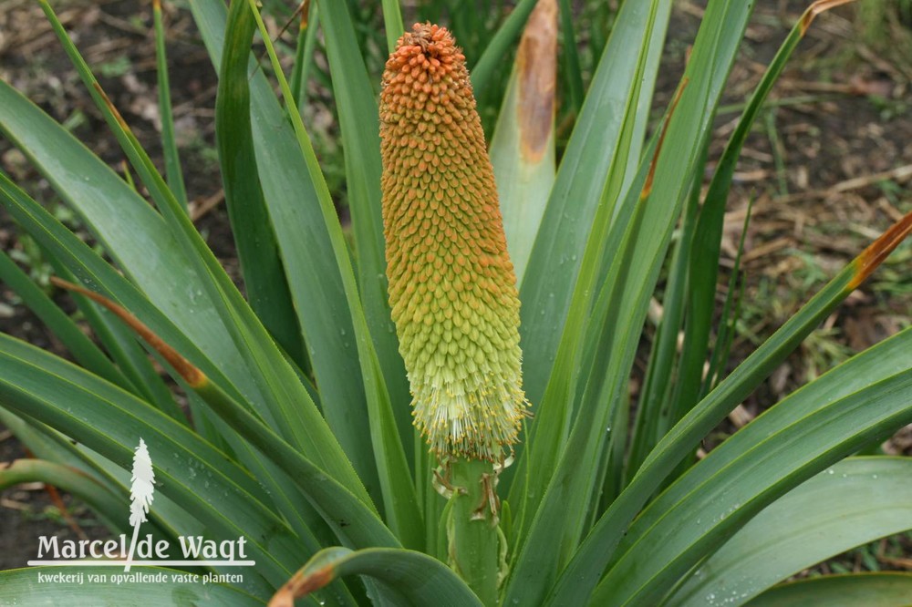 Kniphofia northiae