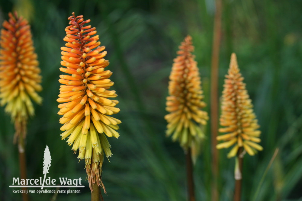 Kniphofia Rich Echos