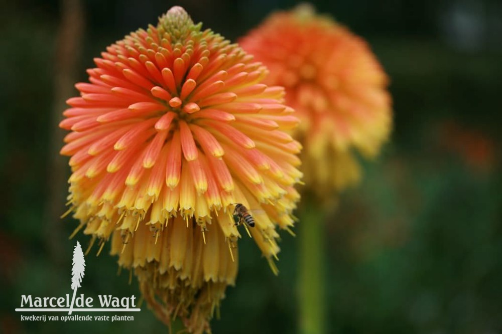 Kniphofia rooperi