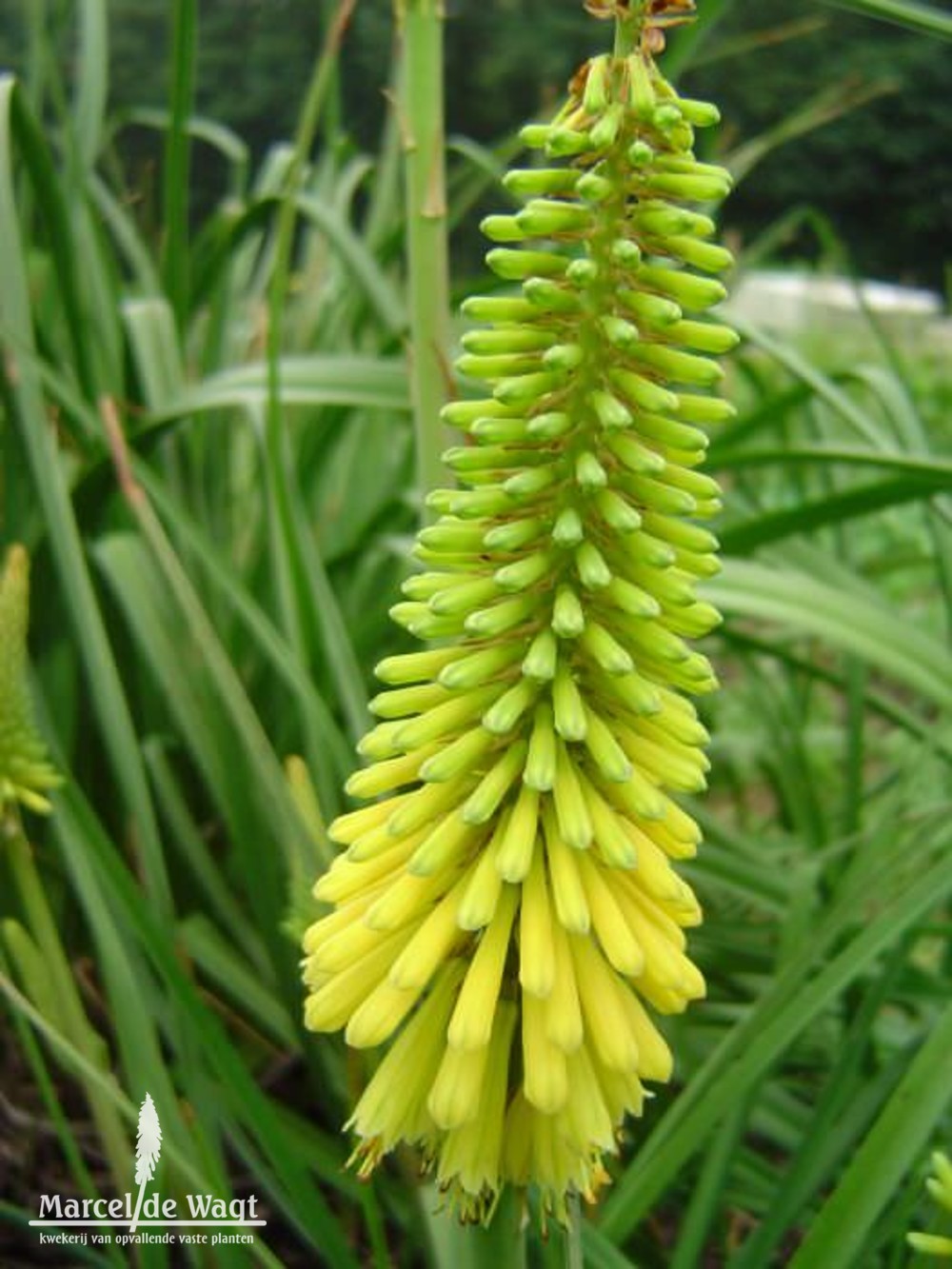 Kniphofia Sunningdale Yellow