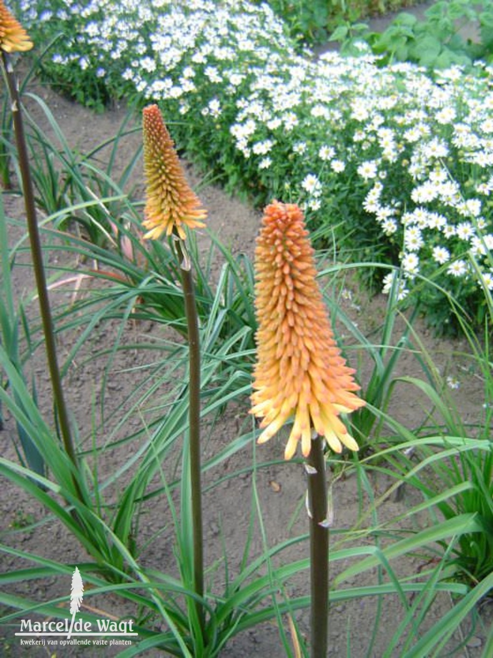 Kniphofia Tawny King