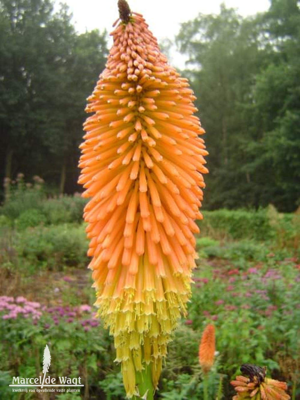 Kniphofia uvaria Nobilis