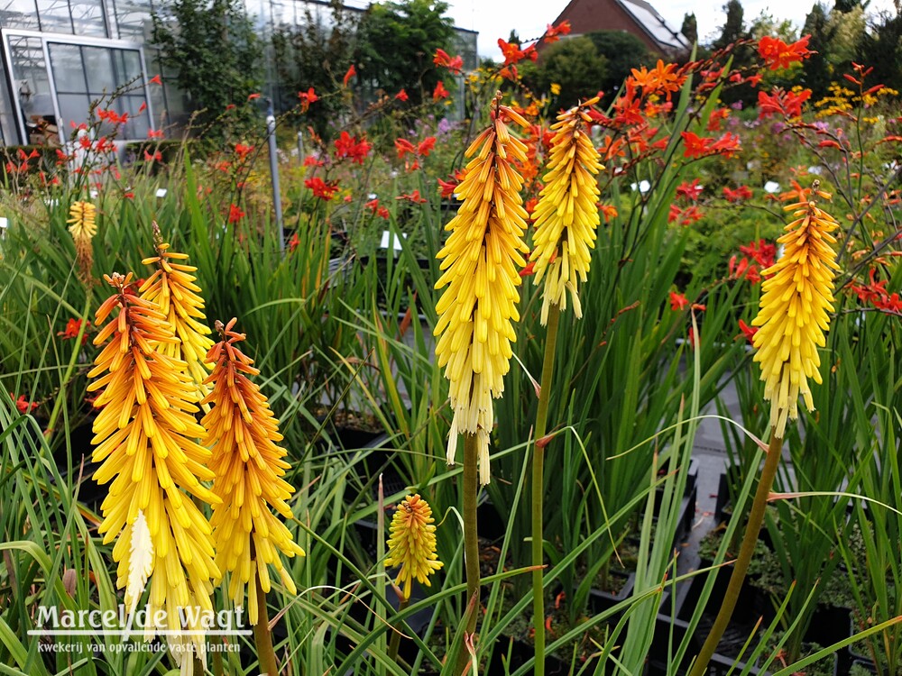 Kniphofia Vens Anne