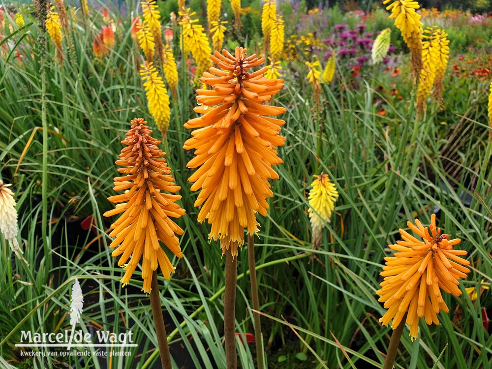 Kniphofia Vens Arjan