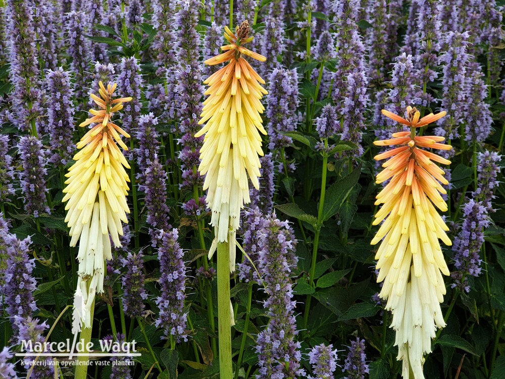 Kniphofia Vens Dirk