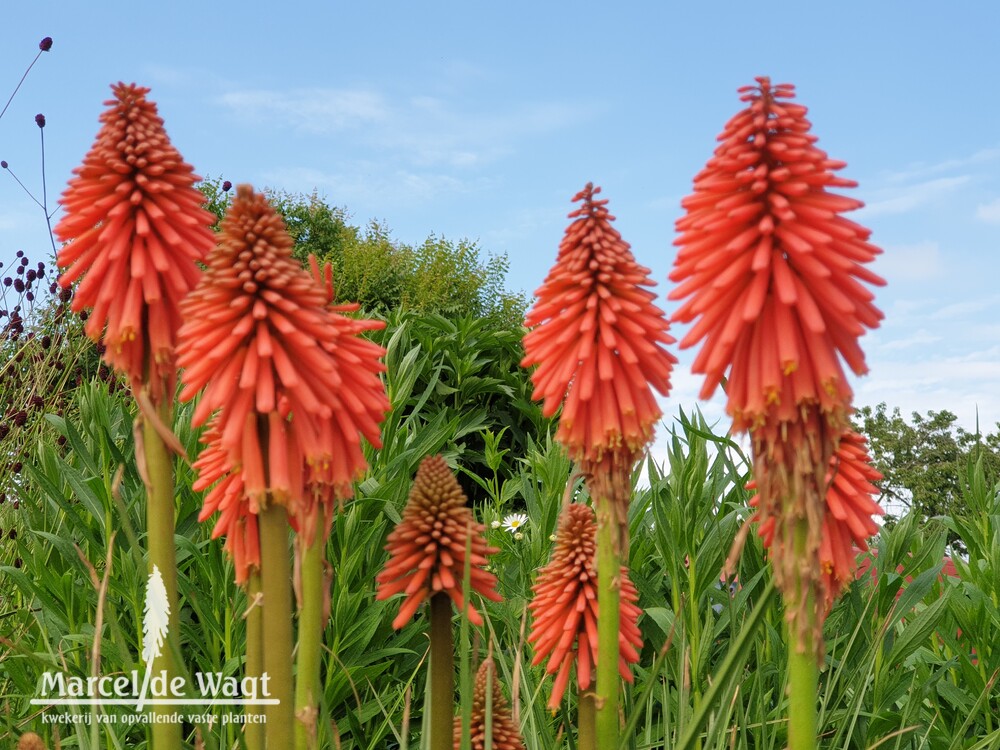 Kniphofia Vens Douwe