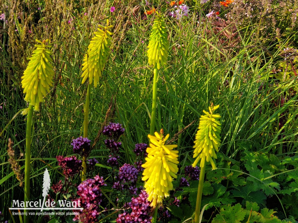 Kniphofia Vens Gerard