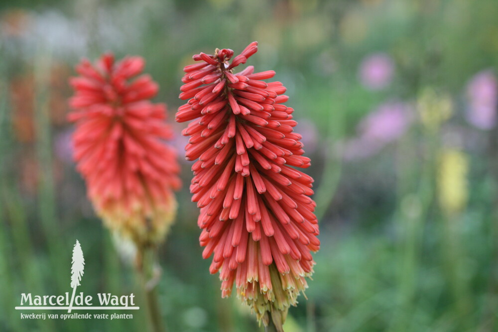 Kniphofia Vens Klaas
