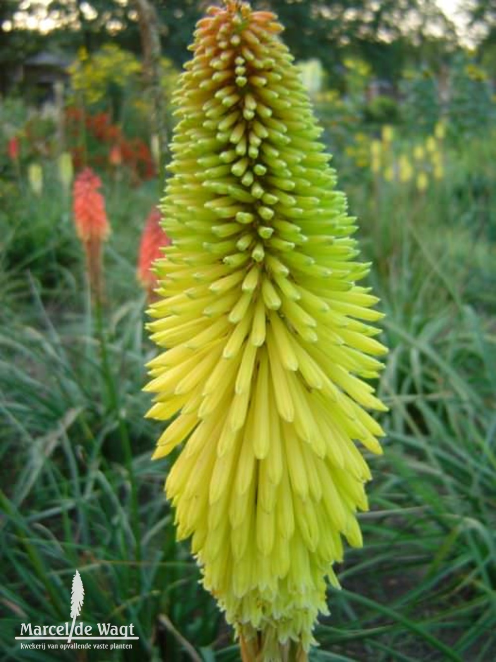 Kniphofia Wrexham Buttercup