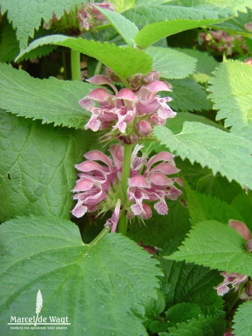 Lamium orvala Silva