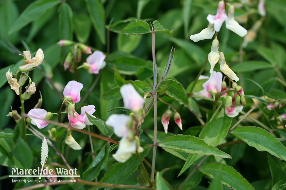 Lathyrus vernus Rosenelfe