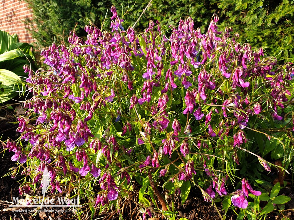 Lathyrus vernus Vens Mix
