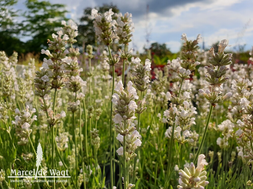 Lavandula angustifolia Arctic Snow