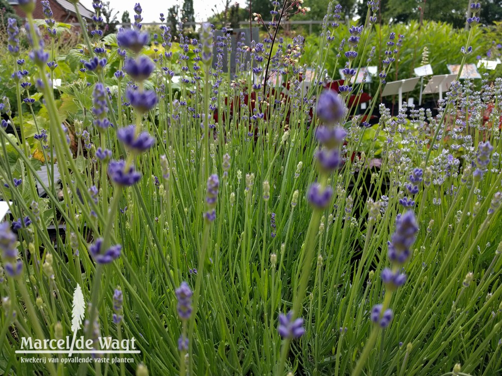 Lavandula angustifolia Beate