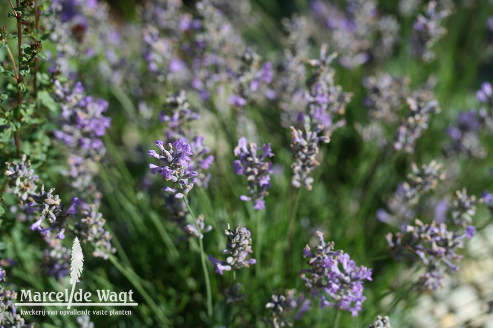 Lavandula angustifolia Blue Cushion