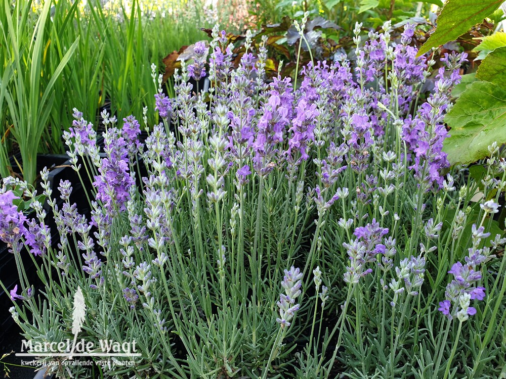 Lavandula angustifolia Imperial Gem