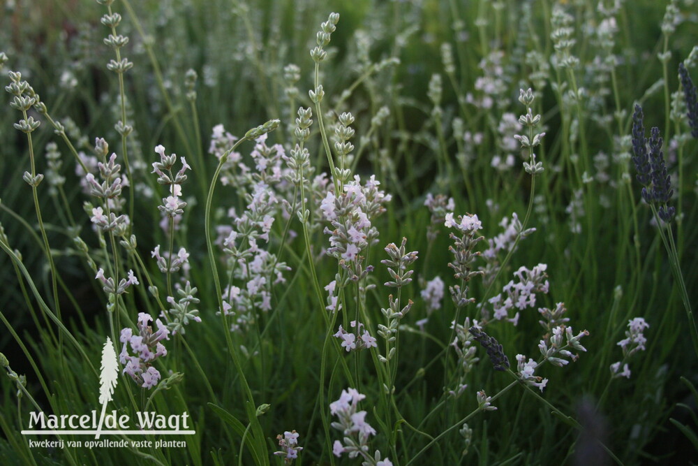 Lavandula angustifolia Rosea