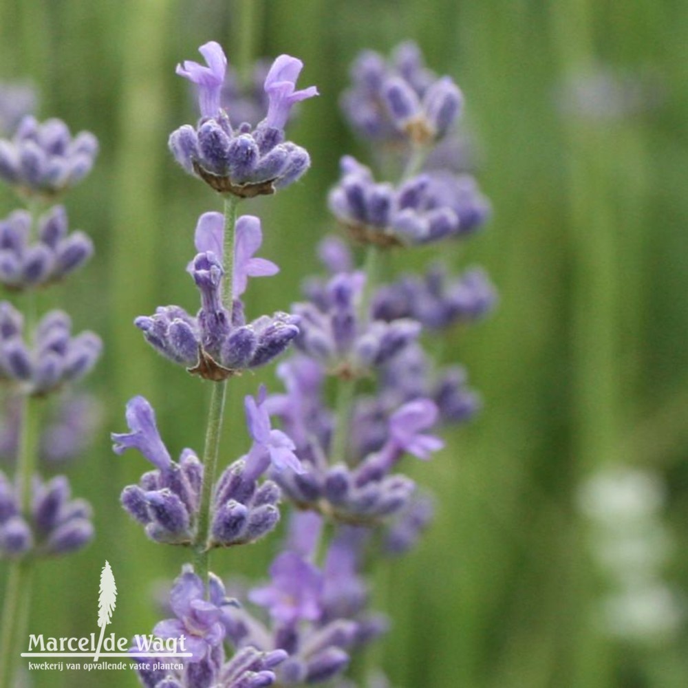 Lavandula angustifolia Siesta