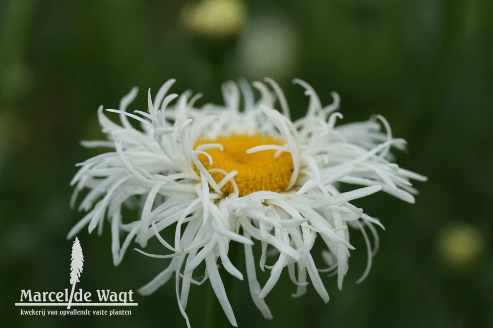 Leucanthemum Old Court Variety