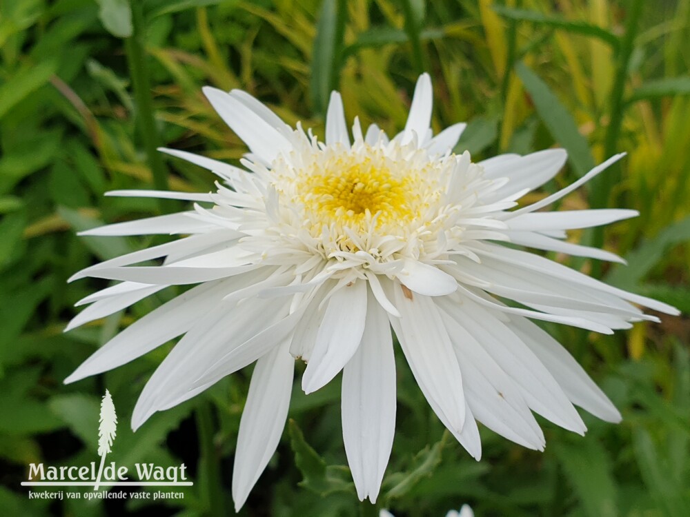 Leucanthemum x superbum Christine Hageman